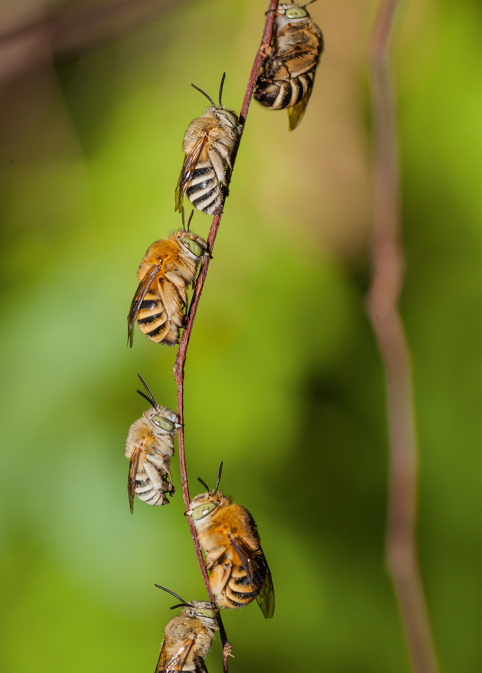Foto - Bienen I